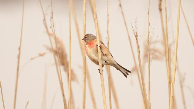 A male Common Linnet (Linaria cannabina) sitting in the reed