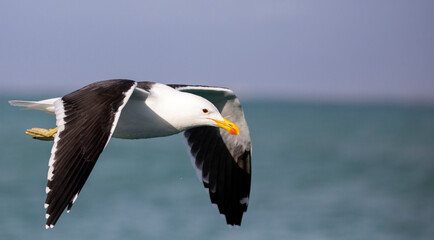 Seagull flying over the ocean towards the fynbos coast in South Africa, these birds are good fishermen and go miles out to sea.