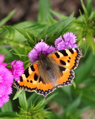 bunter Schmetterling, Kleiner Fuchs