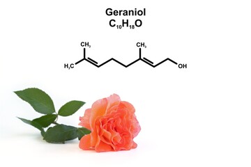 Structural formula of geraniol and an orange rose.