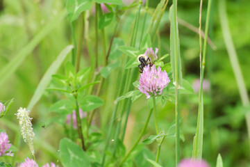 Fototapeta premium A shaggy bumblebee pollinating a clover flower on a sunny lawn