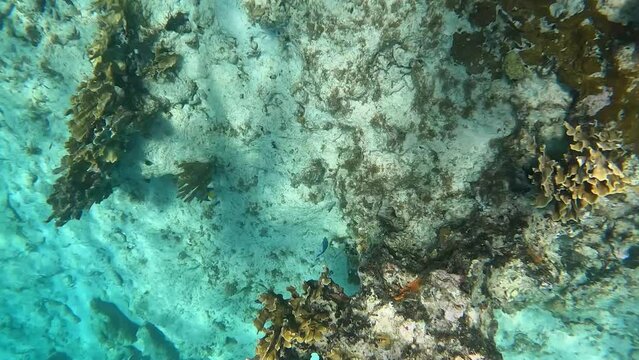 Coral underwater in the Caribbean Sea in Cayman Islands