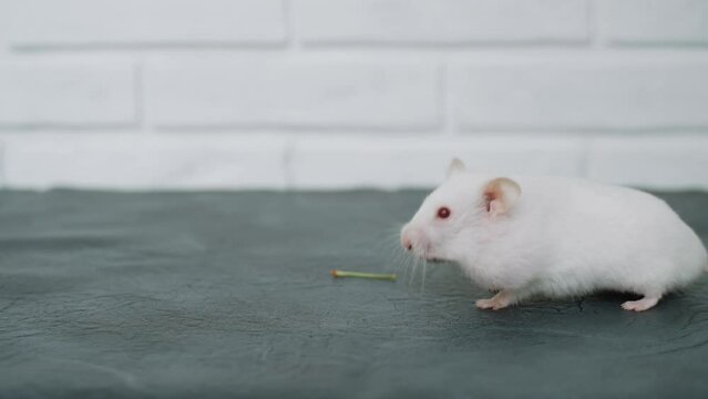 White albino fluffy adorable hamster with full cheeks moves long whiskers and walks. Curious funny rodent stands up on its hind paws. Healthy groomed pet hair. Stalk from the cherry lies on the table.