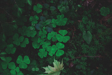 background with leaves