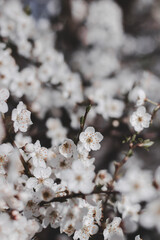 tree blossom