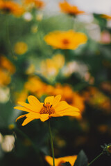 flower on a green background