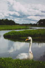 swan on the river