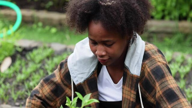African american black girl is planting vegetables in the experimental vegetable plot.  learning at outdoors farm. School children female education outdoors