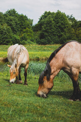 two horses grazing in a field