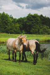 horse in the field