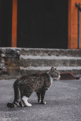 Naklejka premium cat