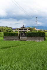 Obraz premium 水田の中に立つ小さな神社