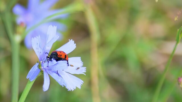 Mylabris quadripunctata. The beetle feeds on the petal of a flower. Zhetysu region, Kazakhstan. July.