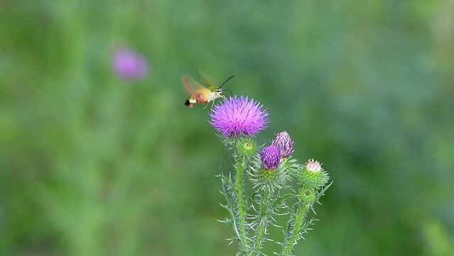 Honeysuckle Bumblebee (Hemaris fuciformis) and Prickly Thistle (Carduus acanthoides). Collection of nectar and pollen from plants. Zhetysu region, Kazakhstan. July.