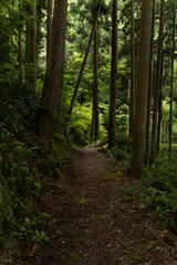 Obraz premium 山中へ続く林道