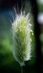 Growing and blooming Lagurus ovatus