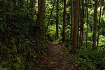 Obraz premium 山中へ続く林道