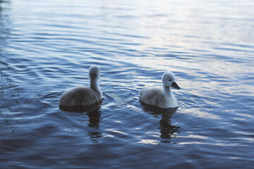 swans on the lake