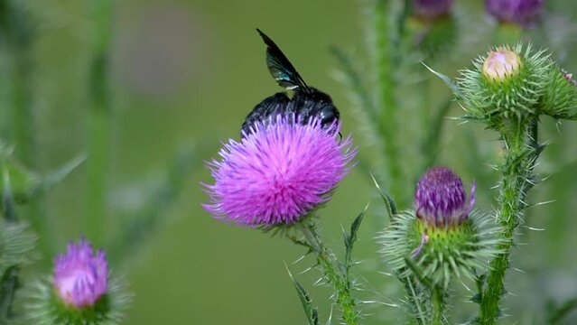 Carpenter bees (Genus Xylocopa) and Prickly Thistle (Carduus acanthoides). Collection of nectar and pollen from plants. Zhetysu region, Kazakhstan. July.