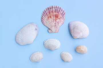 Variety of seashells on blue background,Collection of seashells,Top view