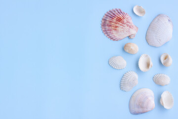 Variety of seashells on blue background,Collection of seashells,Top view