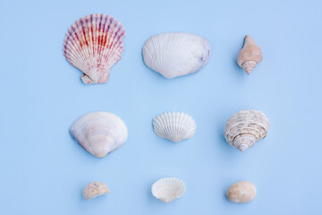 Variety of seashells on blue background,Collection of seashells,Top view