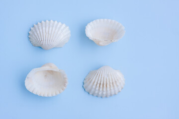 Variety of seashells on blue background,Collection of seashells,Top view