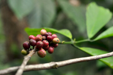 Coffee Plant With Seeds