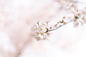 Obraz na płótnie Canvas spring cherry blossom