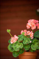 pelargonium flowers in the pot