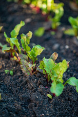..Organic beets in a garden bed freshly planted in the nice soil.