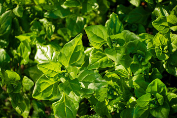 malabar spinach plant growing in organic vegetable garden