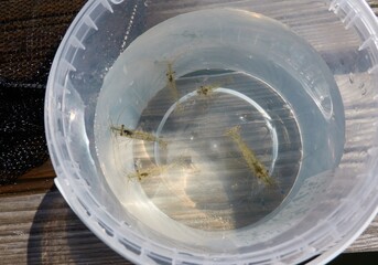 Rockpool shrimps (Palaemon elegans) in a transparent bucket, close-up. Shrimp is native to the...