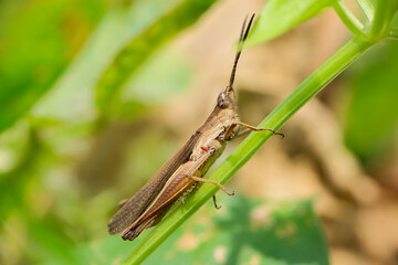 Grasshopper perched on stalk isolated on blurred background, grasshopper macro photography