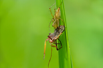 Oxyopidae pounce on prey. This species is also part of the genus Oxyopes and the order Araneae. The scientific name of this species was first published	