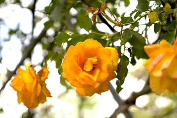 黄色の薔薇の花	