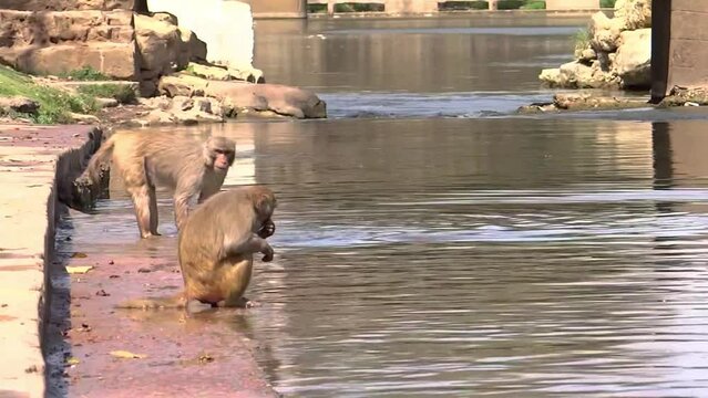 Apes bathing and playing in river in Chitrakoot, India