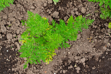 Young plant of Artemisia annua, also known as sweet wormwood, sweet annie, sweet sagewort, annual mugwort or annual wormwood, Tenjo, Cundinamarca, Colombia.