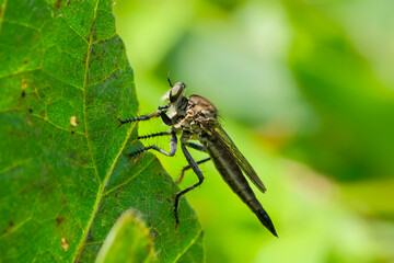 Fototapeta premium The Asilidae are a family of robber flies, also called killer flies. They are strong, hairy flies with a short, sturdy proboscis that covers the sharp, sucking hypopharynx. Macro shoot