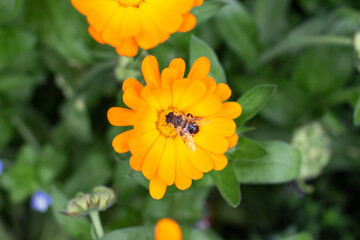 Calendula officinalis, also called the pot marigold, common marigold, ruddles, Mary's gold or Scotch marigold. The picture shows a bee on the flower.