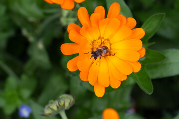 Calendula officinalis, also called the pot marigold, common marigold, ruddles, Mary's gold or Scotch marigold. The picture shows a bee on the flower.