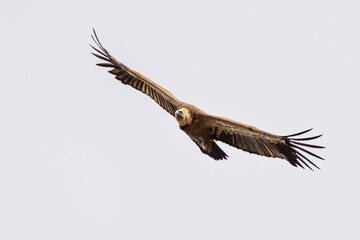 Griffon vulture, Gyps fulvus in Monfrague National Park. Extremadura, Spain