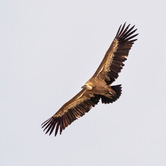 Griffon vulture, Gyps fulvus in Monfrague National Park. Extremadura, Spain