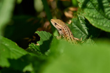 Zauneidechse Weibchen beim Sonnenbad	