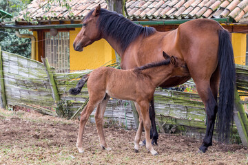 Cute suckling foal drinking milk from its mother, it is nursing from its udders in the yard of a...