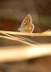 multi-eyed brunette butterflywaiting to get its morning energy
