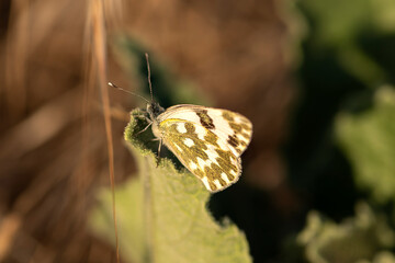  newly spotted angel butterfly waiting to get its morning energy