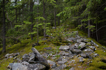 dirt road in the forest