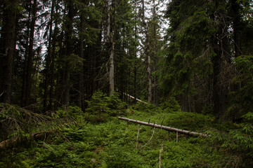 Obraz premium dirt road in the forest