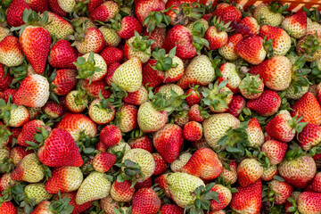 Close up of green and red half ripe strawberries. This shot makes a perfect wallpaper or a backdrop.